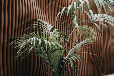 Kentia Palm